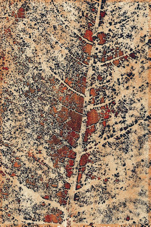 Dywan wełniany do salonu Agnella ALNUS Miedziany Beżowy ISFAHAN