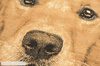 Dywan młodzieżowy LABRADOR Żółty CITY