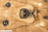 Dywan młodzieżowy LABRADOR Żółty CITY