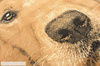 Dywan młodzieżowy LABRADOR Żółty CITY