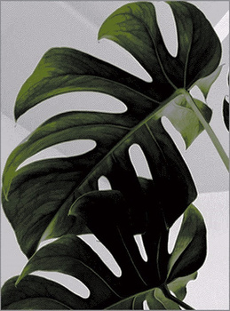 Dywan nowoczesny do salonu MONSTERA Zielony FREE